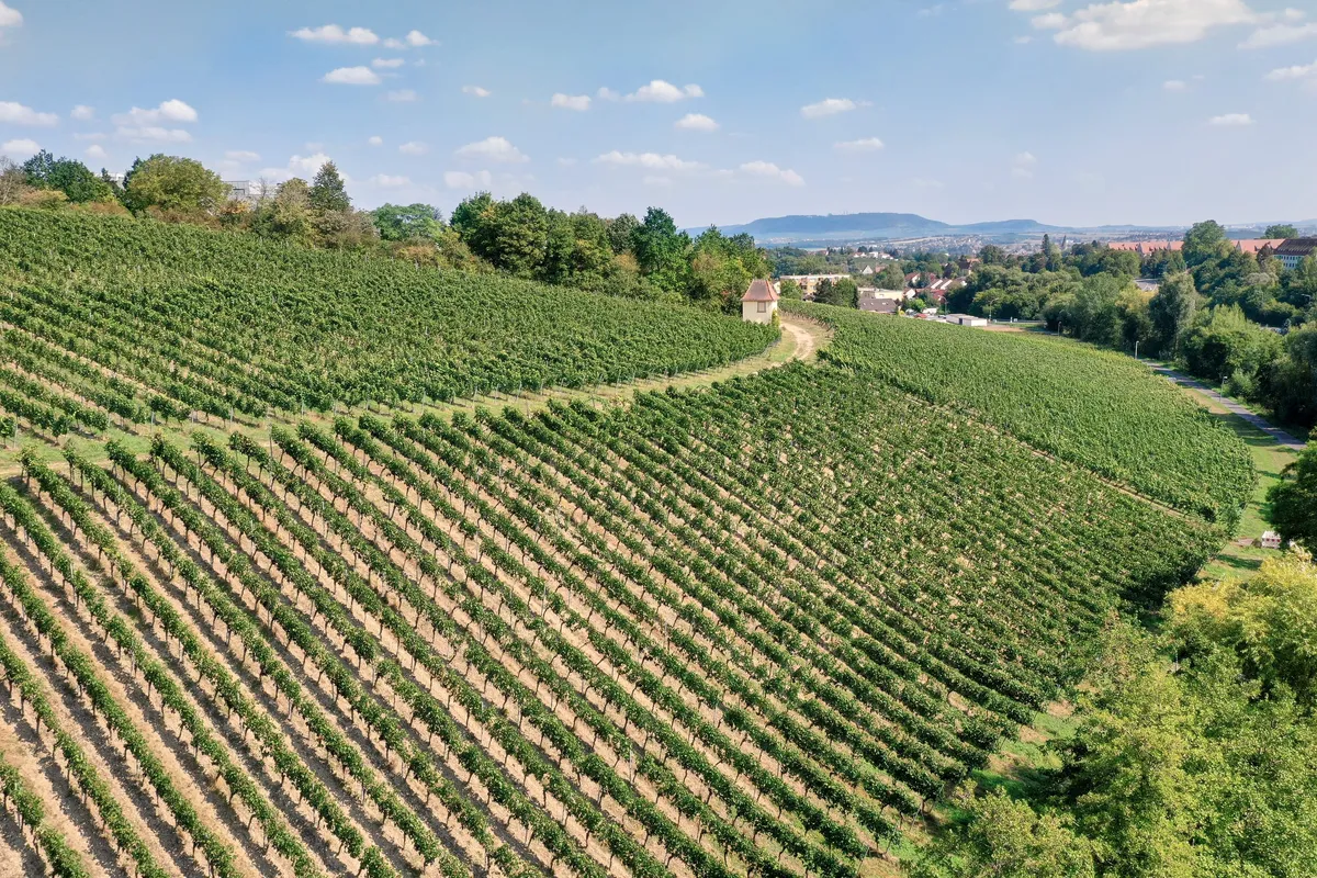 Rebzeilen, die dem Hang des Weinbergs folgen, mit einem kleinen Häuschen auf der Kuppe.